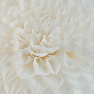 Dahlia Grace Stabilized - Box of 2 - White