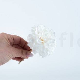 Dalia Grace Stabilizzato - Scatola da 2 - Bianco