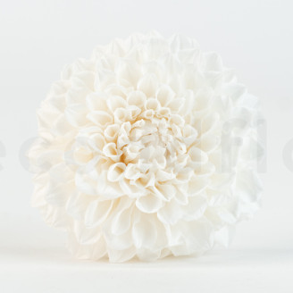 Dalia Grace Preservato - Scatola da 2 - Bianco