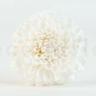 Dalia Grace stabilizzato Bianco (x2)