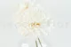 Dahlia Grace stabilis&eacute; Blanc (x2) 7