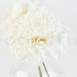 Dahlia Grace Preserved - Box of 2 - White