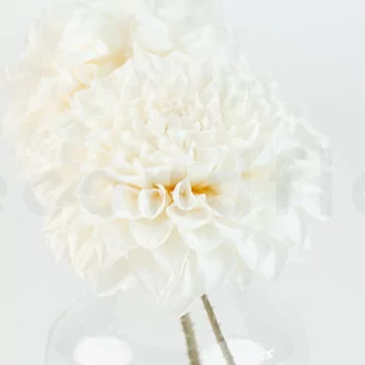 Dalia Grace preservada Blanco (x2)