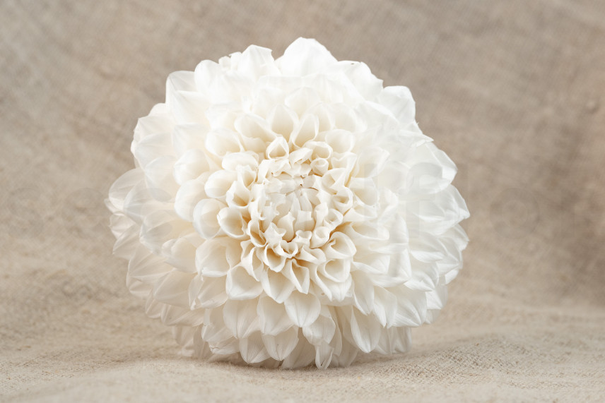 Dahlia Grace stabilis&eacute; - Bo&icirc;te de 2 - Blanc