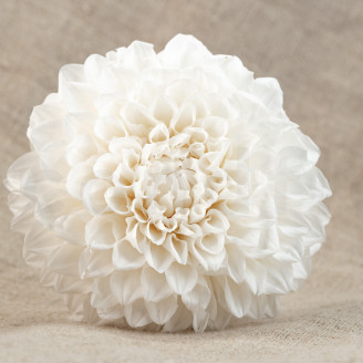 Dahlia Grace Preserved - Box of 2 - White
