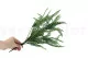 Lepidium artificiale - Ignifugo 2