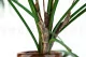 Hoja de Areca artificial - Ign&iacute;fuga 4