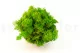 Lichen stabilis&eacute; Light Green (Creabox S) 3