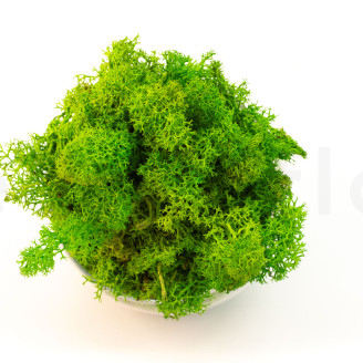 Preserved Reindeer Moss - Creabox S - Light Green