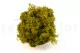 Liquen preservado Medium Green (Creabox S) 3