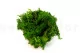 Liquen preservado Nature Green (Creabox S) 3