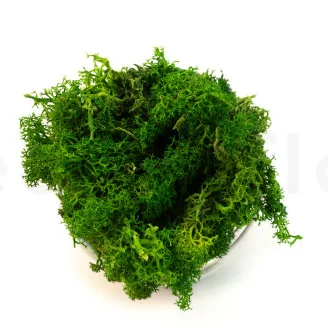 Lichen stabilis&eacute; Nature Green (Creabox S)