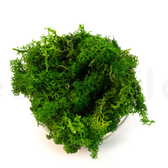Lichene preservato - Creabox S - Nature Green