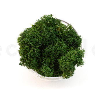 Islandmoos konserviert - Creabox S - Forest Green