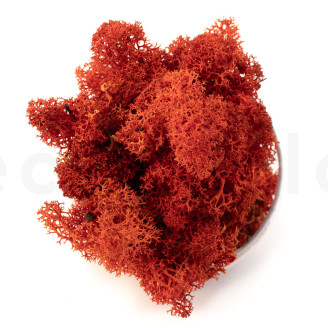 Lichene preservato - Creabox S - Arancione