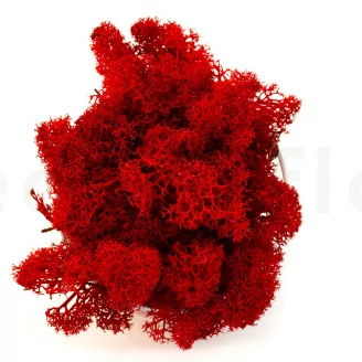 Lichen stabilis&eacute; Rouge (Creabox S)