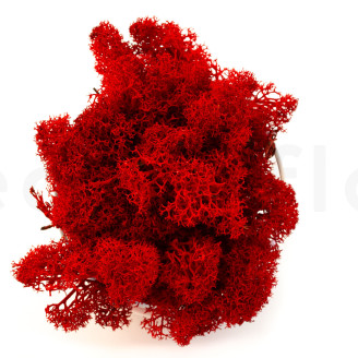 Lichene preservato - Creabox S - Rosso