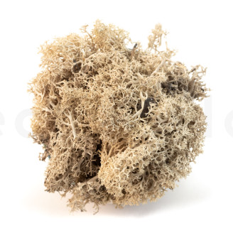 Preserved Reindeer Moss - Creabox M - Cream
