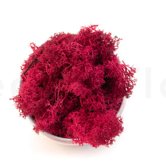 Preserved Reindeer Moss - Creabox M - Fuchsia