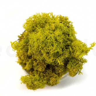 Lichene stabilizzato Lime Green (Creabox M)