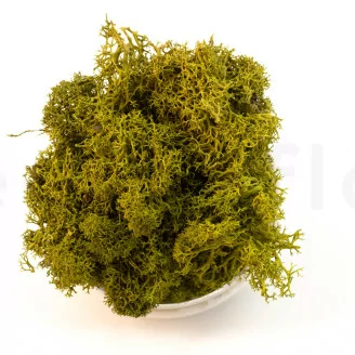 Preserved Reindeer Moss Medium Green (Creabox M)