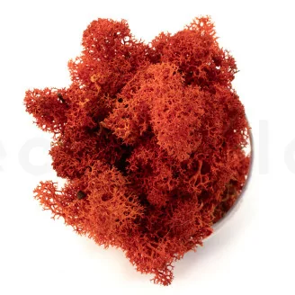 Lichen stabilis&eacute; Orange (Creabox M)