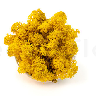 Preserved Reindeer Moss - Creabox M - Yellow
