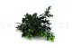 Artificial Boxwood - Fire retardant 5