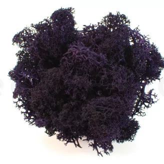 Lichen stabilis&eacute; Violet (Creabox S)