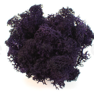 Lichene preservato - Creabox S - Viola