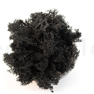 Lichene preservato - Creabox S - Nero