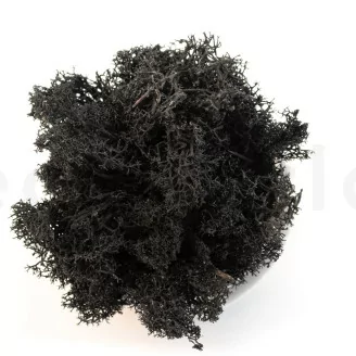 Lichen stabilis&eacute; Noir (Creabox M)
