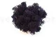 Lichene stabilizzato Viola (Creabox M) 3