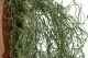 Tillandsia artificial Colgante Gris - Ign&iacute;fuga 2