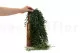 Mini Bamb&uacute; artificial Colgante - Ign&iacute;fugo 6
