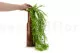 Chute de Rhipsalis Fleuri artificielle - Ignifug&eacute;e 4