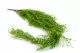 Rhipsalis Florido artificial Colgante - Ign&iacute;fugo 5