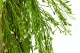 Chute de Rhipsalis Fleuri artificielle - Ignifug&eacute;e 2