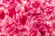 Rama de Cerezo artificial Rosa 2