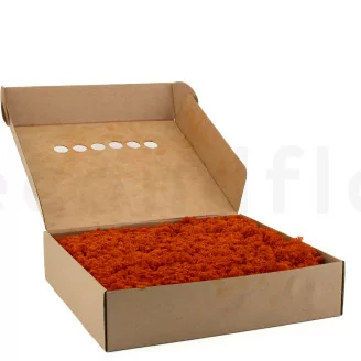 Konserviertes Islandmoos Orange (Box)