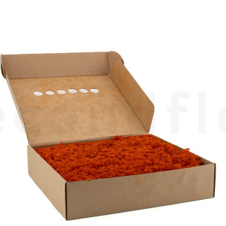 Liquen preservado - Caja - Naranja