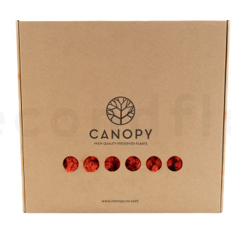 Islandmoos konserviert - Box - Orange