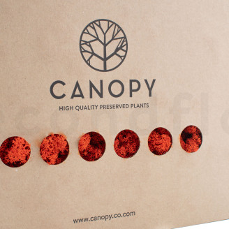 Liquen preservado - Caja - Naranja