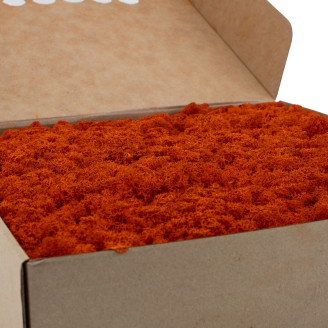 Liquen preservado - Caja - Naranja