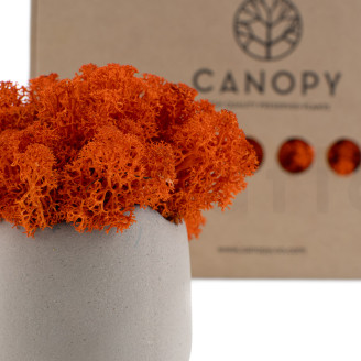 Preserved Reindeer Moss - Box - Orange