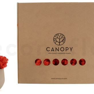 Preserved Reindeer Moss - Box - Orange