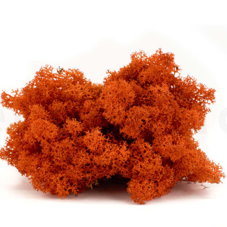 Lichene preservato - Scatola - Arancione