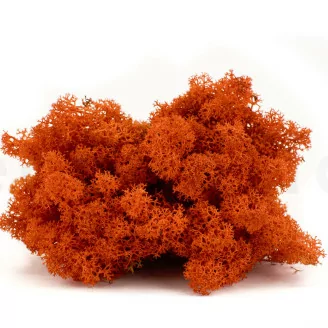 Preserved Reindeer Moss Orange (Box)