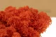 Preserved Reindeer Moss Orange (Box) 3