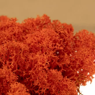 Lichen stabilis&eacute; Orange (Bo&icirc;te)